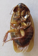 Pycnoscelus surinamensis