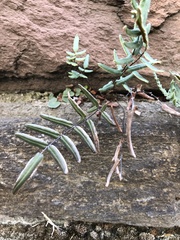 Pellaea atropurpurea