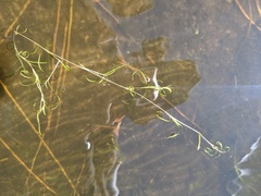 Potamogeton spirillus
