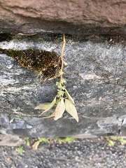 Parietaria pensylvanica