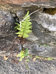 Woodsia obtusa