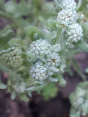 Psilocarphus elatior