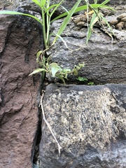 Parietaria pensylvanica