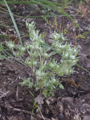 Psilocarphus elatior