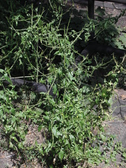 Sisymbrium officinale