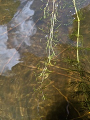Potamogeton spirillus