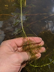 Myriophyllum sibiricum