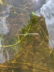 Myriophyllum sibiricum