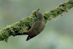 Xiphorhynchus triangularis