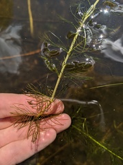 Myriophyllum sibiricum
