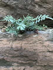 Pellaea atropurpurea