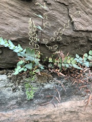 Pellaea atropurpurea