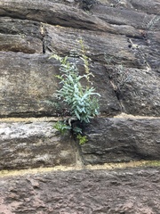 Pellaea atropurpurea