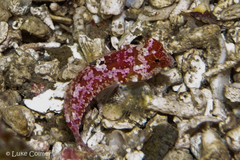 Synchiropus
