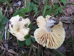 Russula earlei
