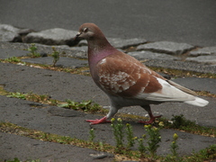 Columba livia domestica