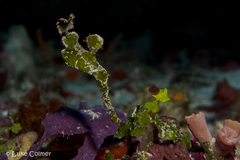 Solenostomus halimeda