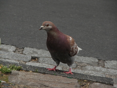 Columba livia domestica