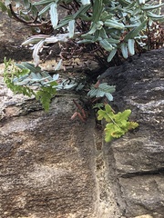 Pellaea atropurpurea