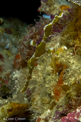 Solenostomus halimeda