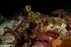 Solenostomus halimeda