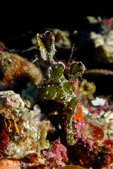 Solenostomus halimeda