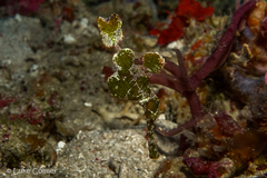 Solenostomus halimeda