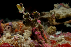 Solenostomus halimeda