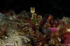 Solenostomus halimeda