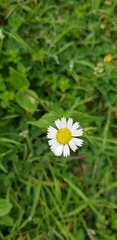 Sabazia multiradiata