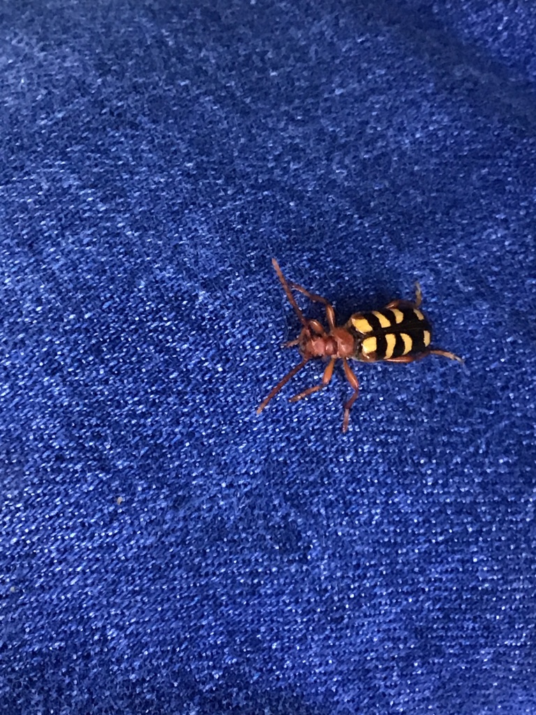Xestoleptura crassicornis