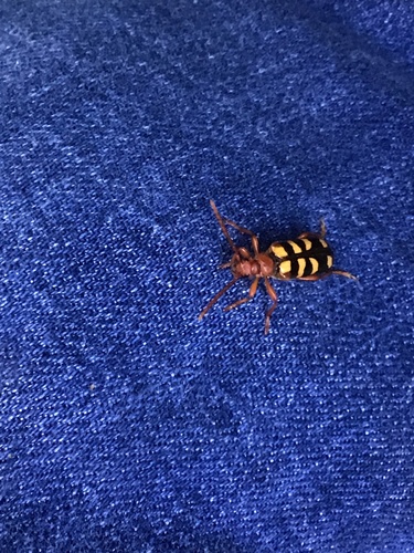 Xestoleptura crassicornis