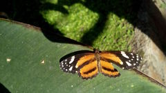 Castilia eranites