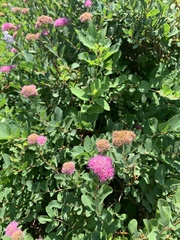 Spiraea splendens