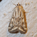 Alfalfa Webworm Moth - Photo (c) Larry Clarfeld, some rights reserved (CC BY-NC), uploaded by Larry Clarfeld