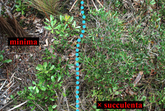 Quercus × succulenta