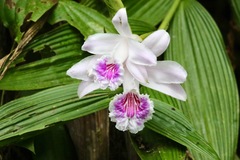 Sobralia rosea