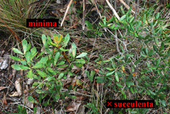 Quercus × succulenta