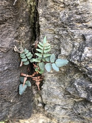 Pellaea atropurpurea