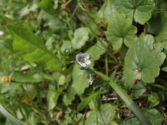 Veronica serpyllifolia serpyllifolia