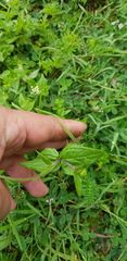 Sabazia multiradiata
