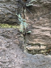 Pellaea atropurpurea