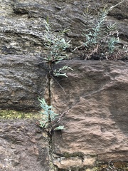 Pellaea atropurpurea