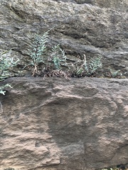 Pellaea atropurpurea