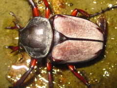 Dicronocephalus adamsi