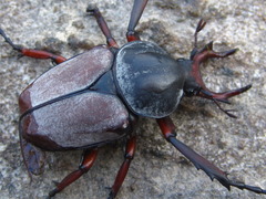 Dicronocephalus adamsi