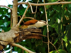 Campylorhynchus chiapensis