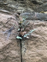 Pellaea atropurpurea