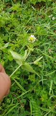 Sabazia multiradiata