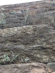 Pellaea atropurpurea